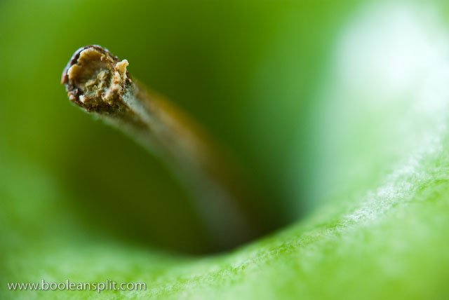 granny smith apple stem