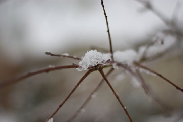 snow branch
